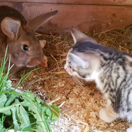 Διαμέρισμα Hillig *